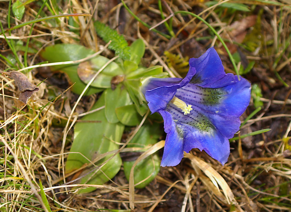 Gentiana acaulis (=kochiana) / Genziana di Koch